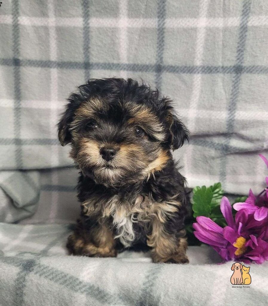 45 Cute Dogs That Dont Shed That Will Restore Your Faith in the World 1 featured 1720