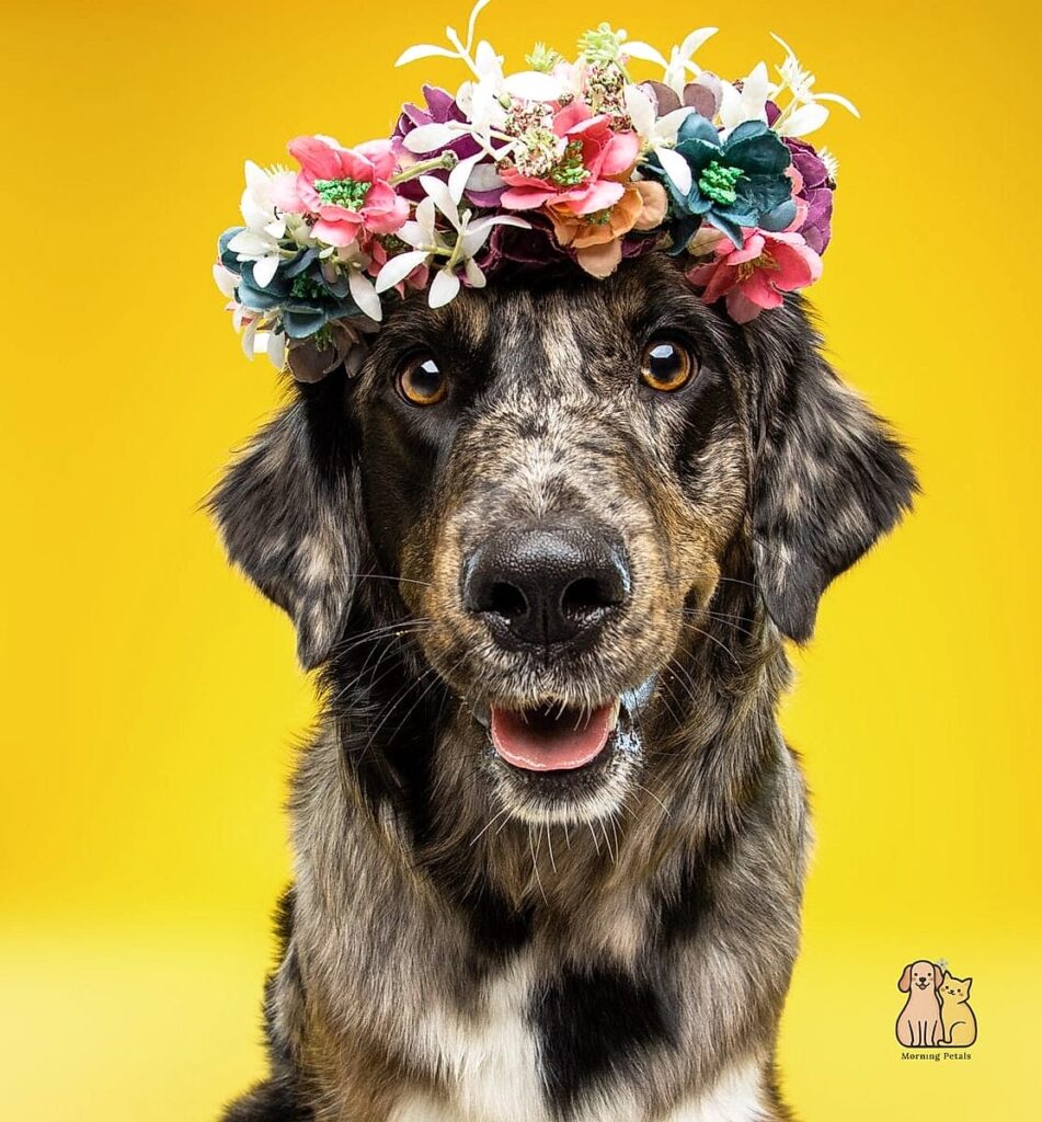 20 Stunning Aesthetic Dog Bed Guaranteed to Make You Smile 1 featured 34