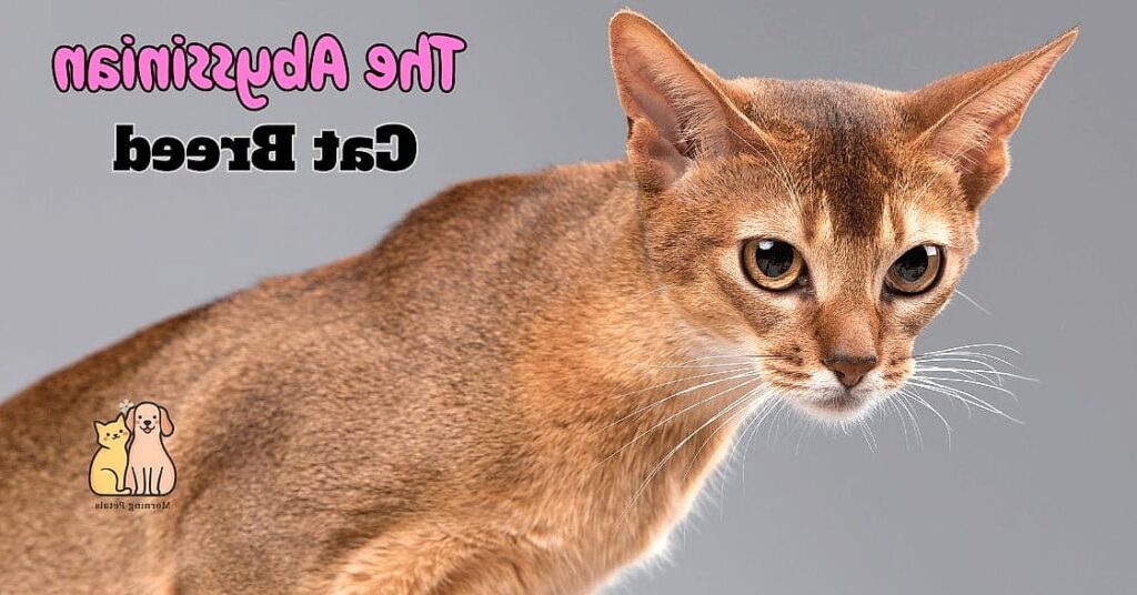 The Abyssinian Cat Breed: The Ultimate Guide 1 featured 4203