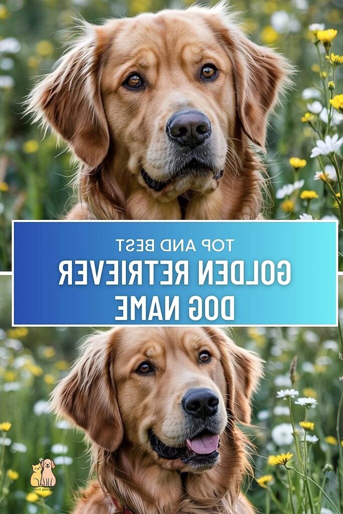 The Golden Retriever Names: Everything You Need to Know 1 featured 554