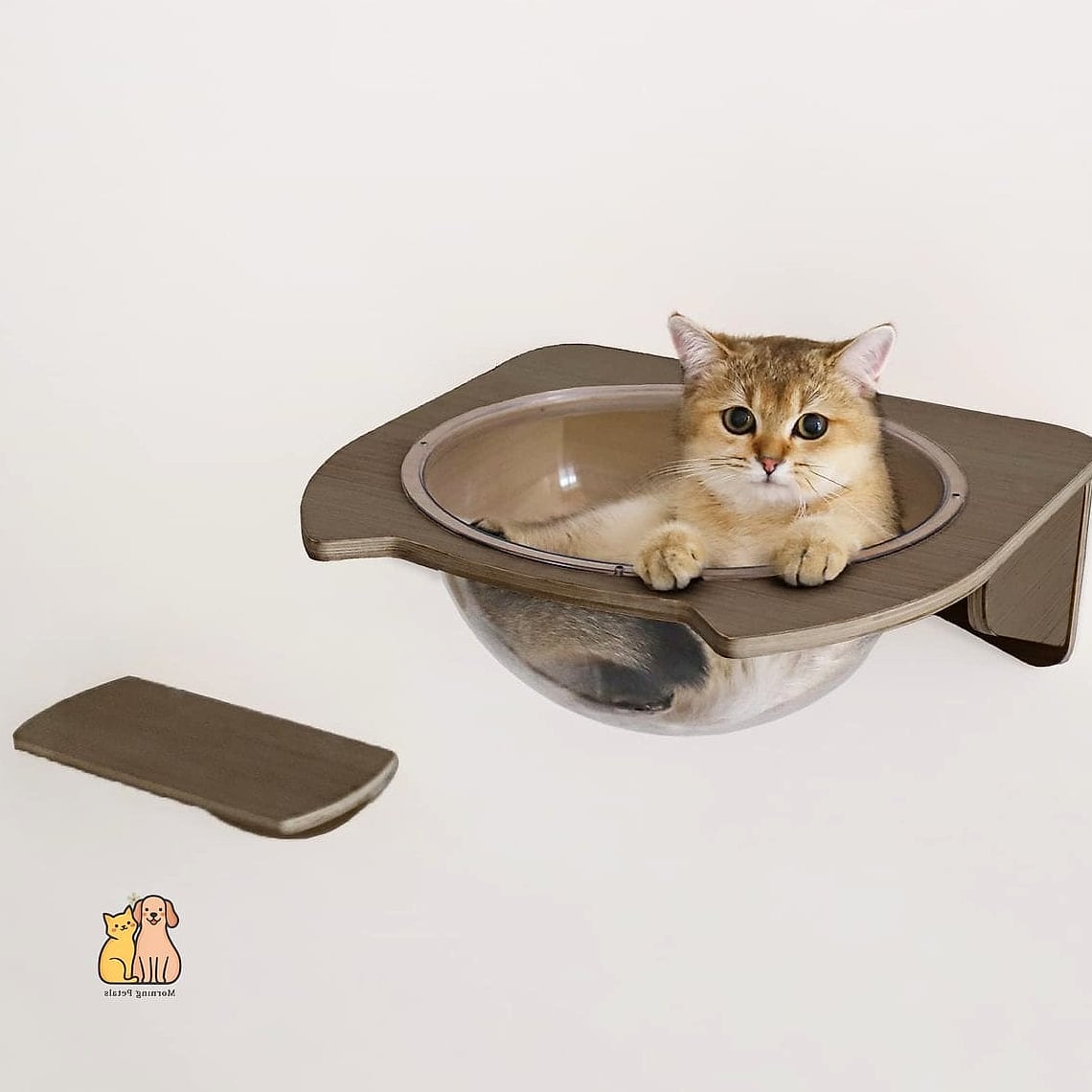The Acrylic Floating Cat Steps