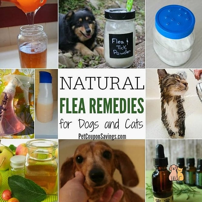 25 Amazing Flea Remedy For Dogs That Prove Pets Are the Best 10 Adding Regular Skin Checks