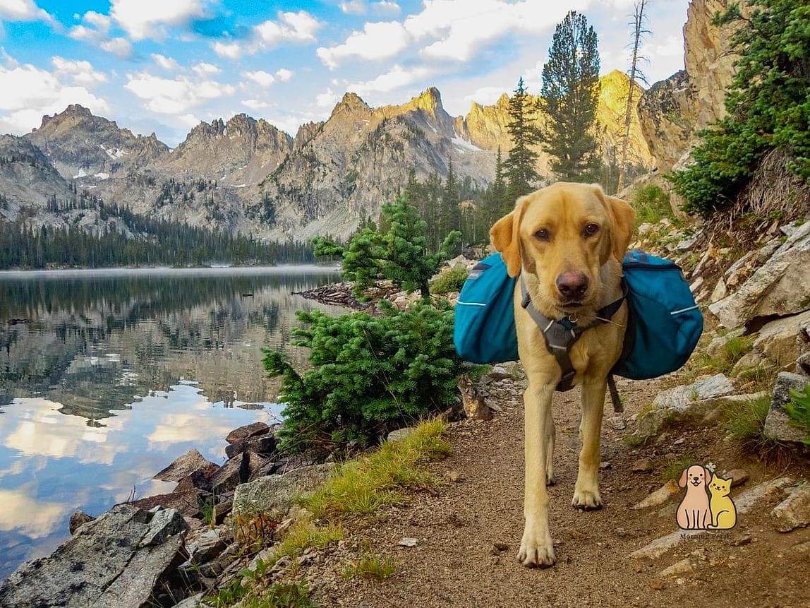 The Adventure Hiking Dog Vest
