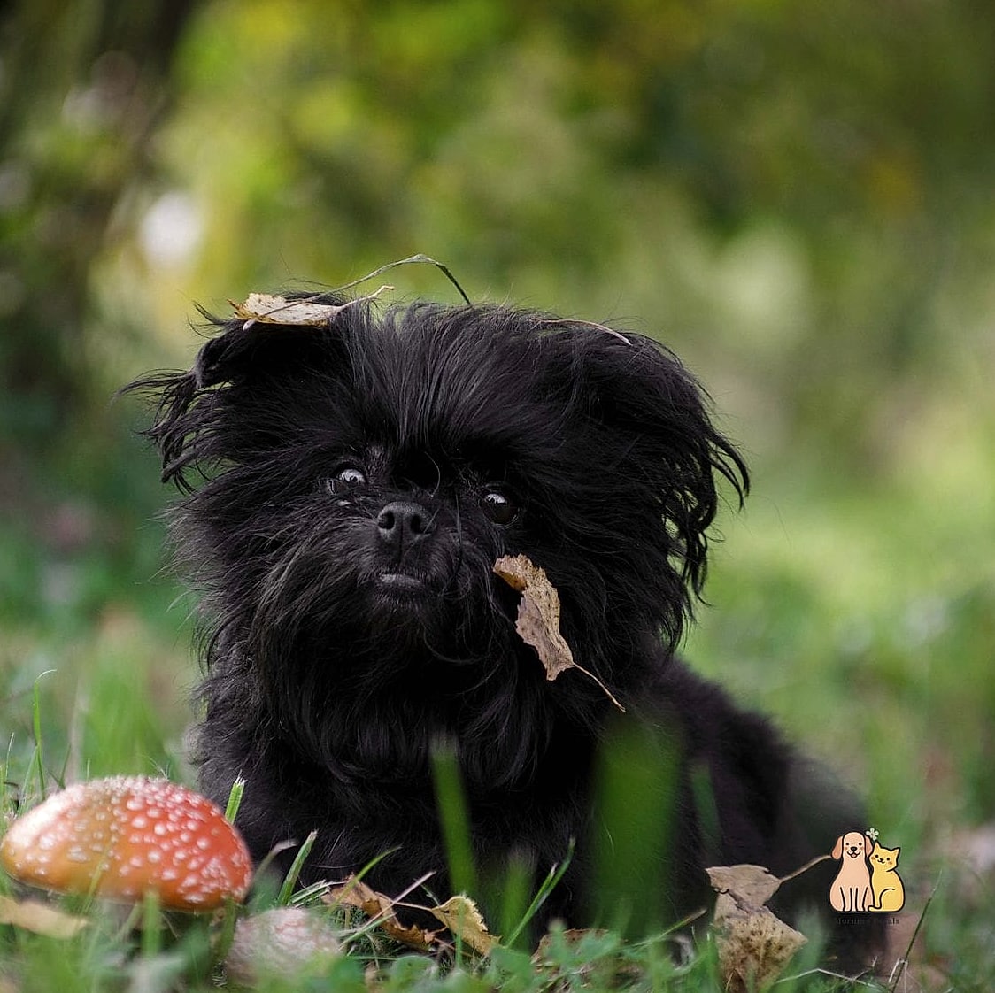 45 Cute Dogs That Dont Shed That Will Restore Your Faith in the World 25 Affenpinscher