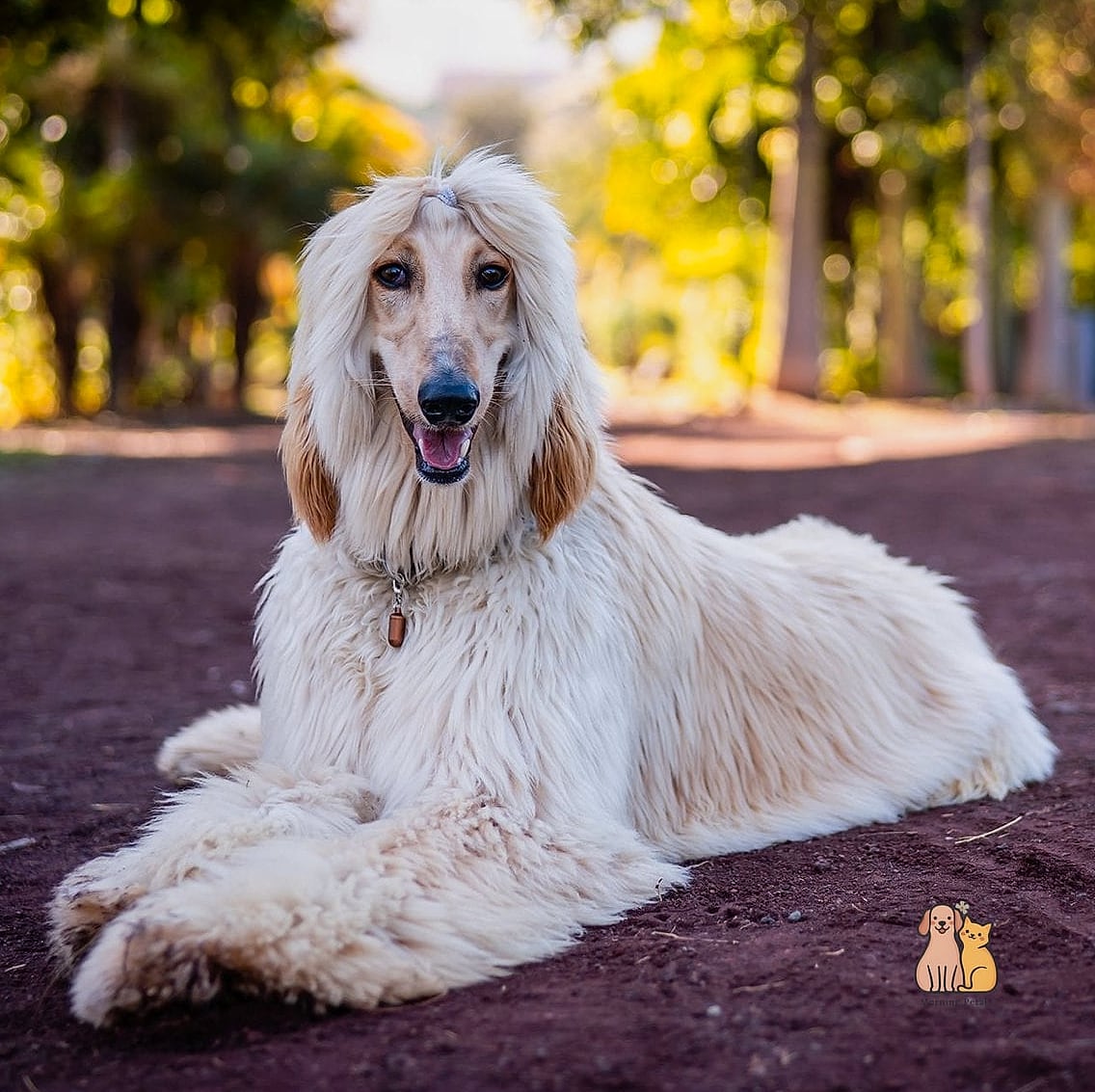 45 Cute Dogs That Dont Shed That Will Restore Your Faith in the World 8 Afghan Hound