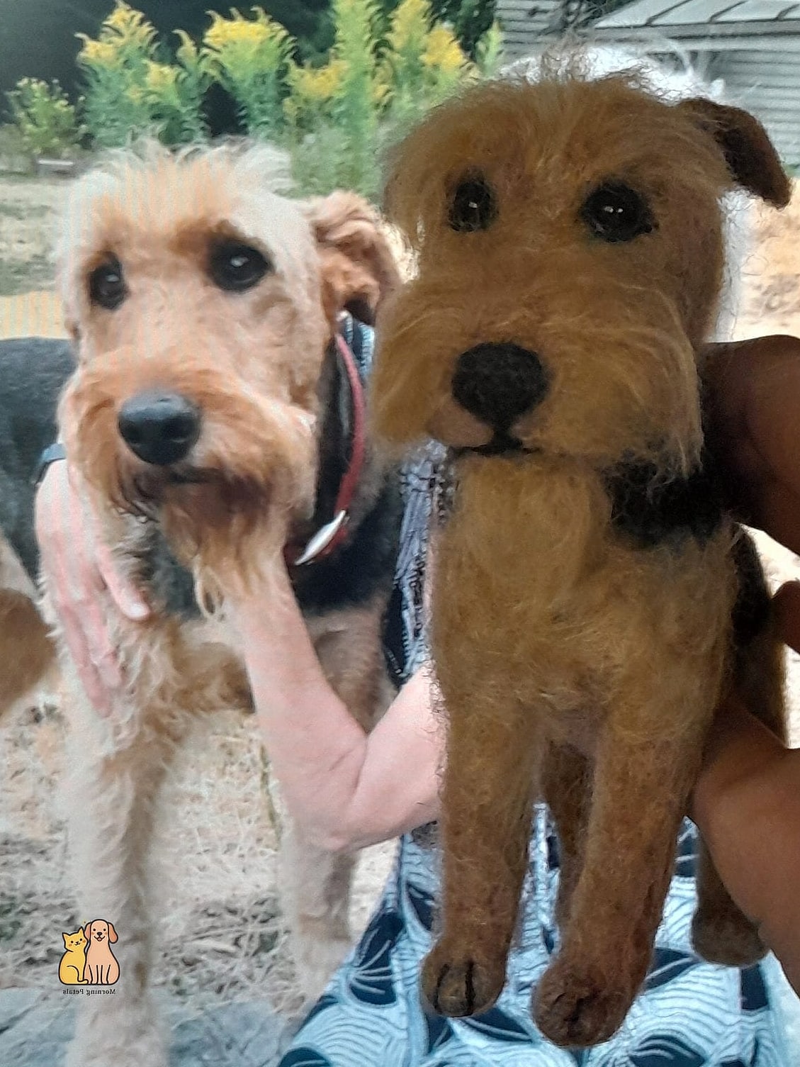 45 Cute Dogs That Dont Shed That Will Restore Your Faith in the World 22 Airedale Terrier