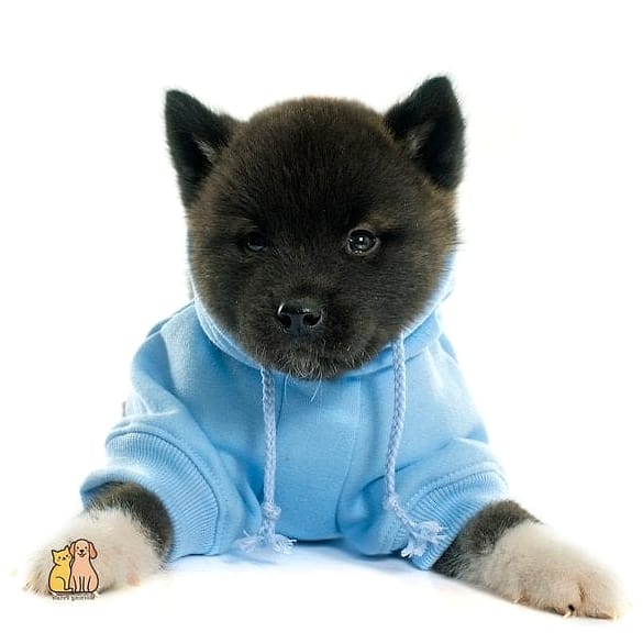 The Akita in a Minimalist Coat