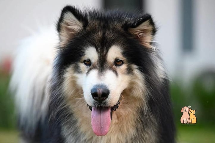 Alaskan Malamute