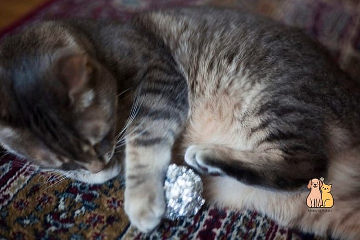 45 Easy Diy Cat Toys to Try Right Now 28 Aluminum Foil Balls