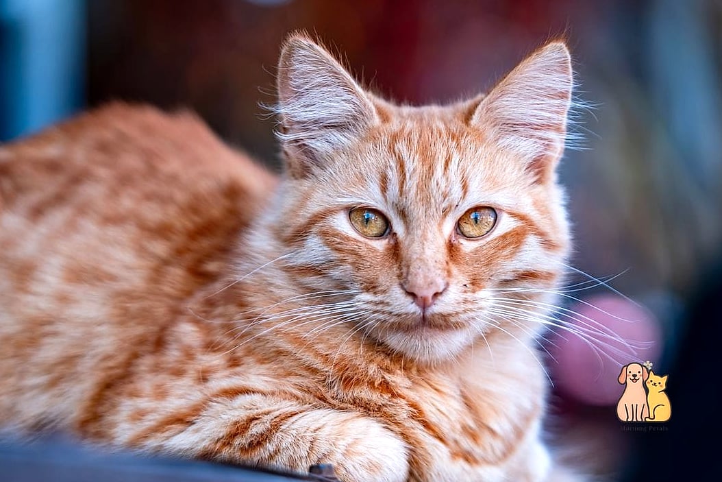 Amber the Golden-Eyed Beauty