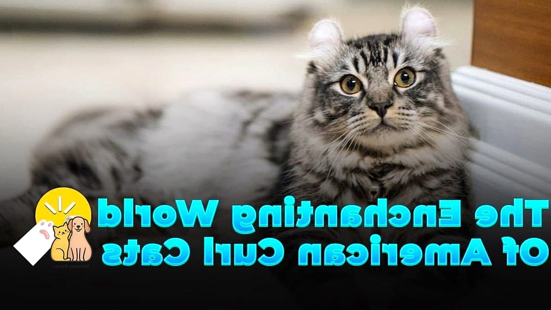 The American Curl's Backward Ears