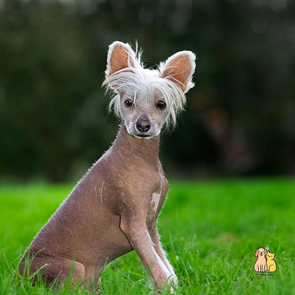 45 Cute Dogs That Dont Shed That Will Restore Your Faith in the World 38 American Hairless Terrier (Coated Variety)