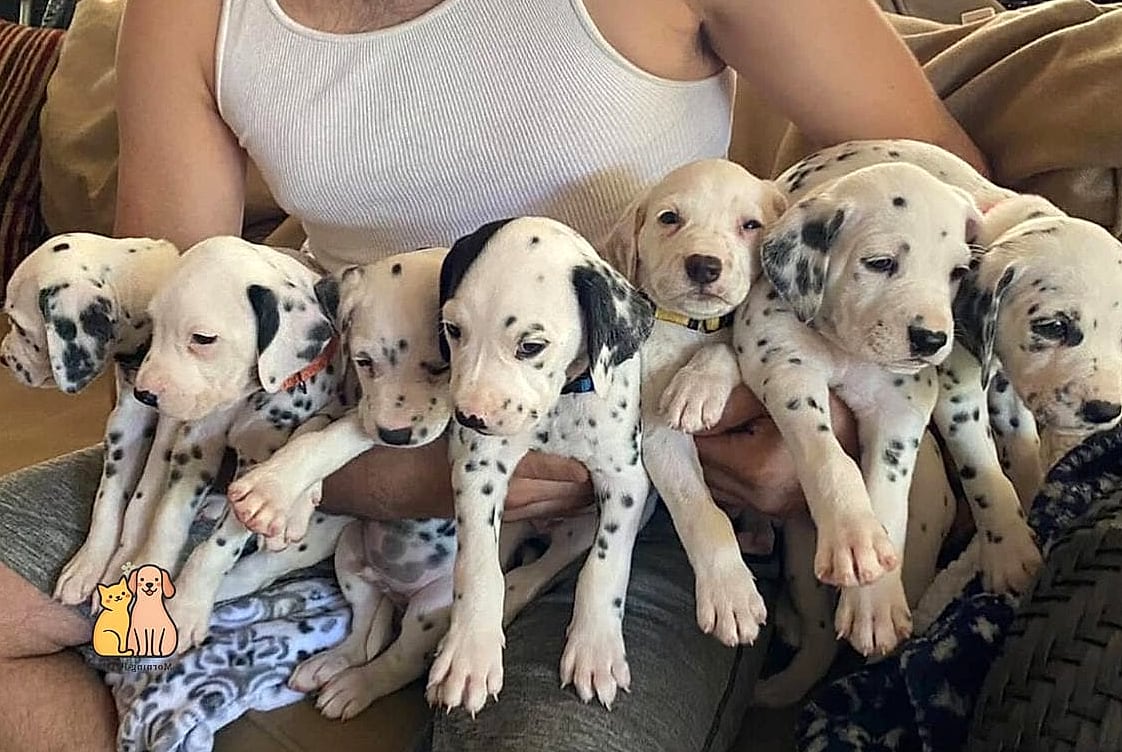 30 Incredible Dalmatian Puppies You Need in Your Life Right Now 12 The Apartment Adapter