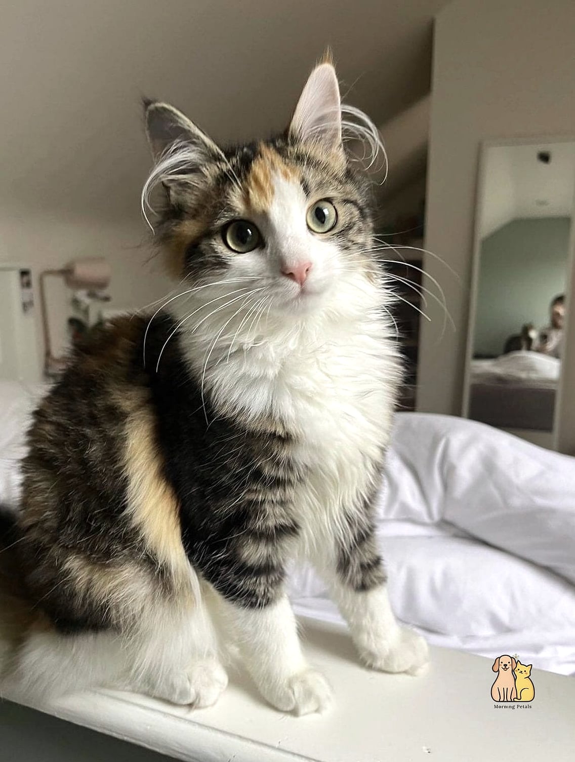 The Apartment Companion