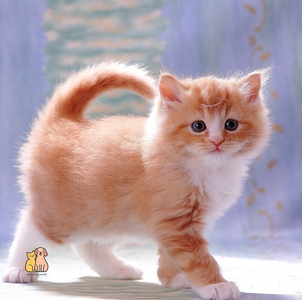 Apricot the Petite Princess