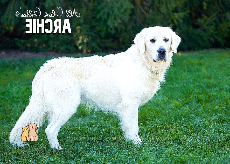 The Golden Retriever Names: Everything You Need to Know 15 Archie