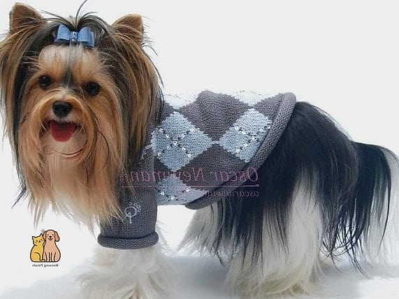 The Argyle Prep School Sweater