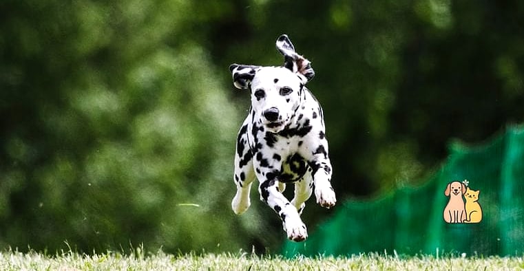 30 Incredible Dalmatian Puppies You Need in Your Life Right Now 26 The Athletic Overachiever