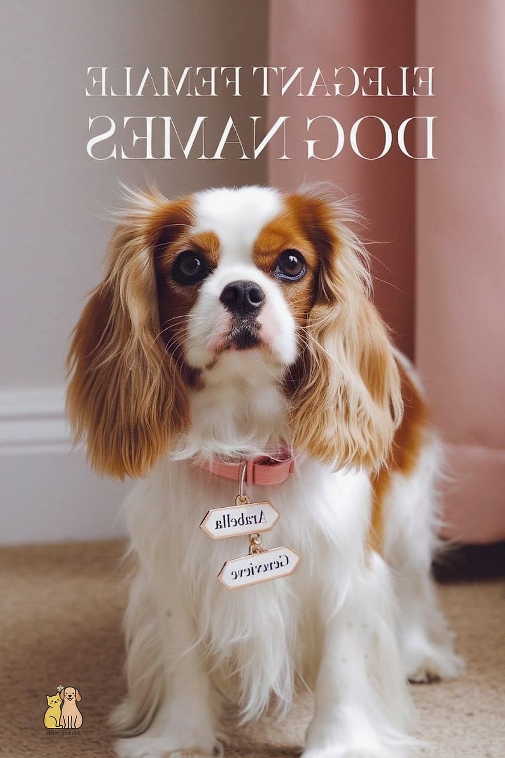 20 Female Dog Names That Are Totally Unique and Adorable 22 Aurora
