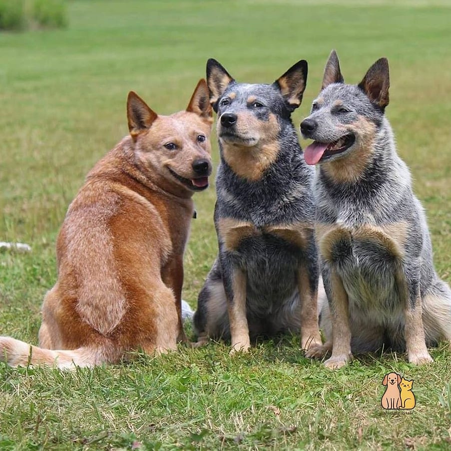 Australian Cattle Dog