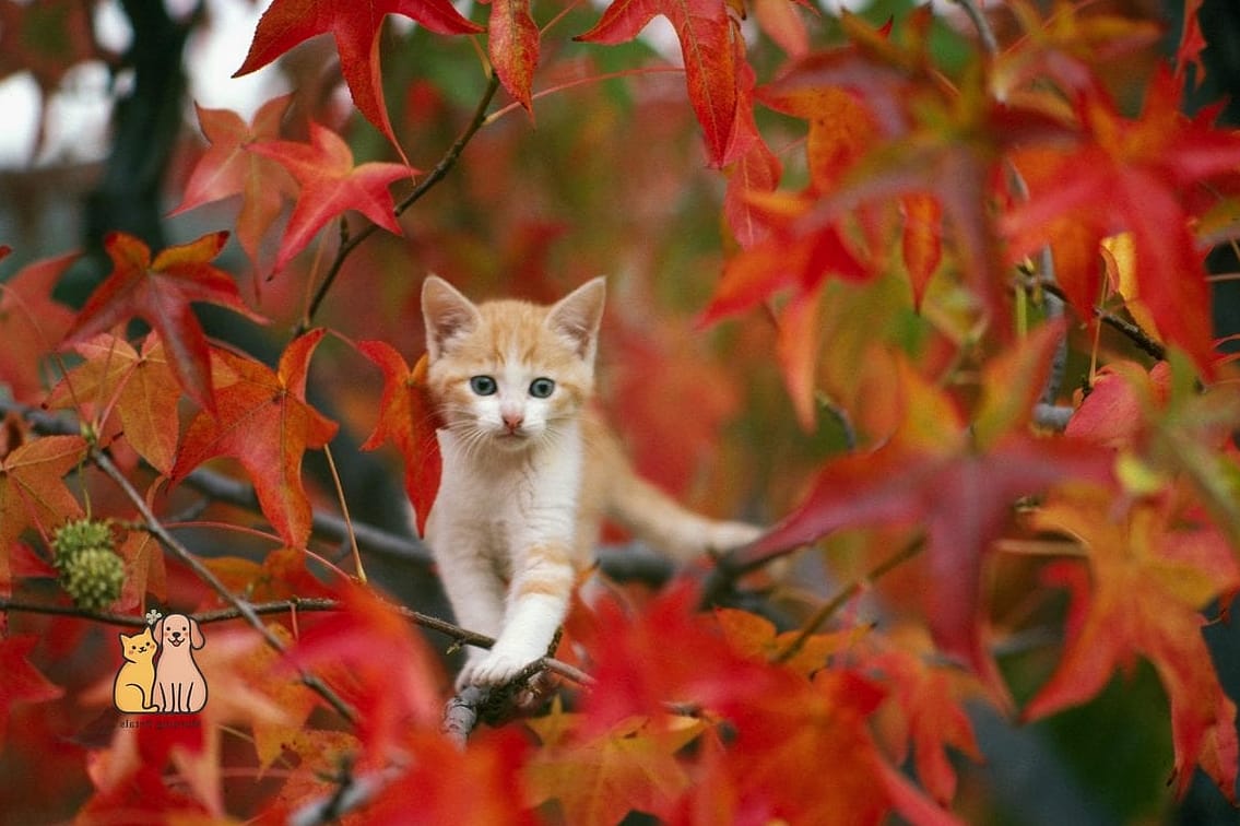 Autumn the Seasonal Namesake