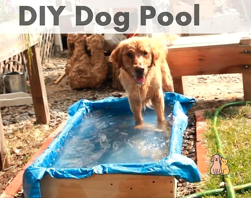 20 Brilliant Homemade Dog Bath Tub on a Budget 8 Baby Bath Tub Dog Grooming Setup