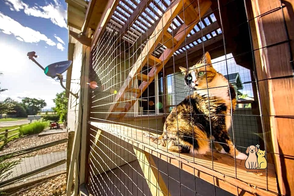 The Backyard Catio Queen