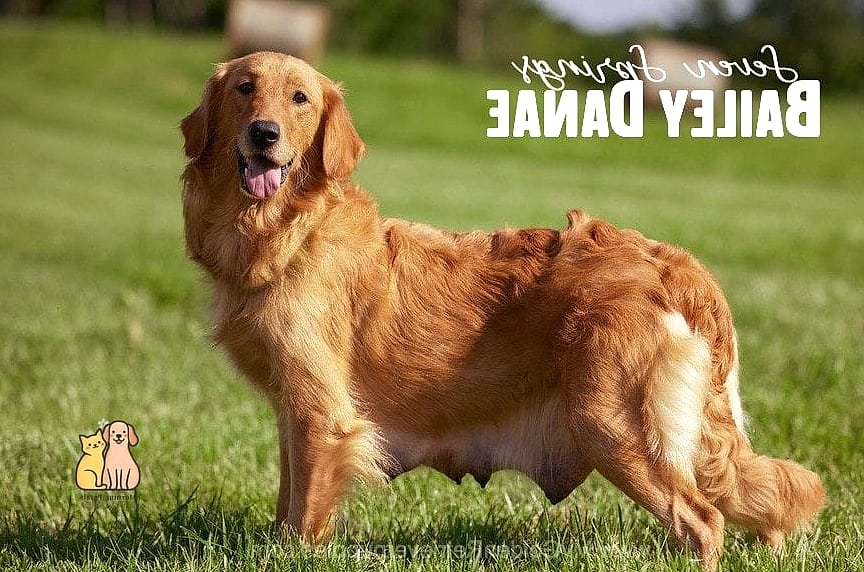 The Golden Retriever Names: Everything You Need to Know 3 Bailey