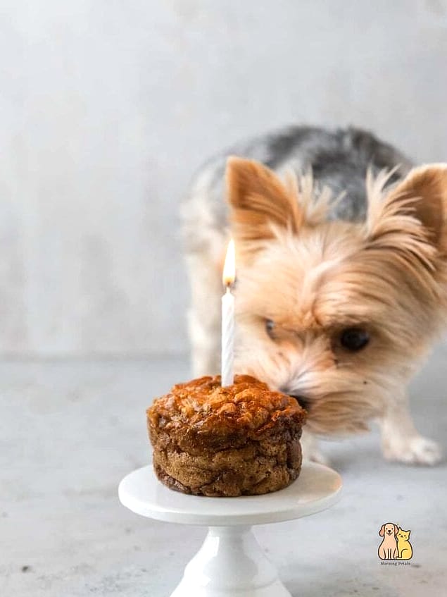 No-Bake Dog Birthday Cake