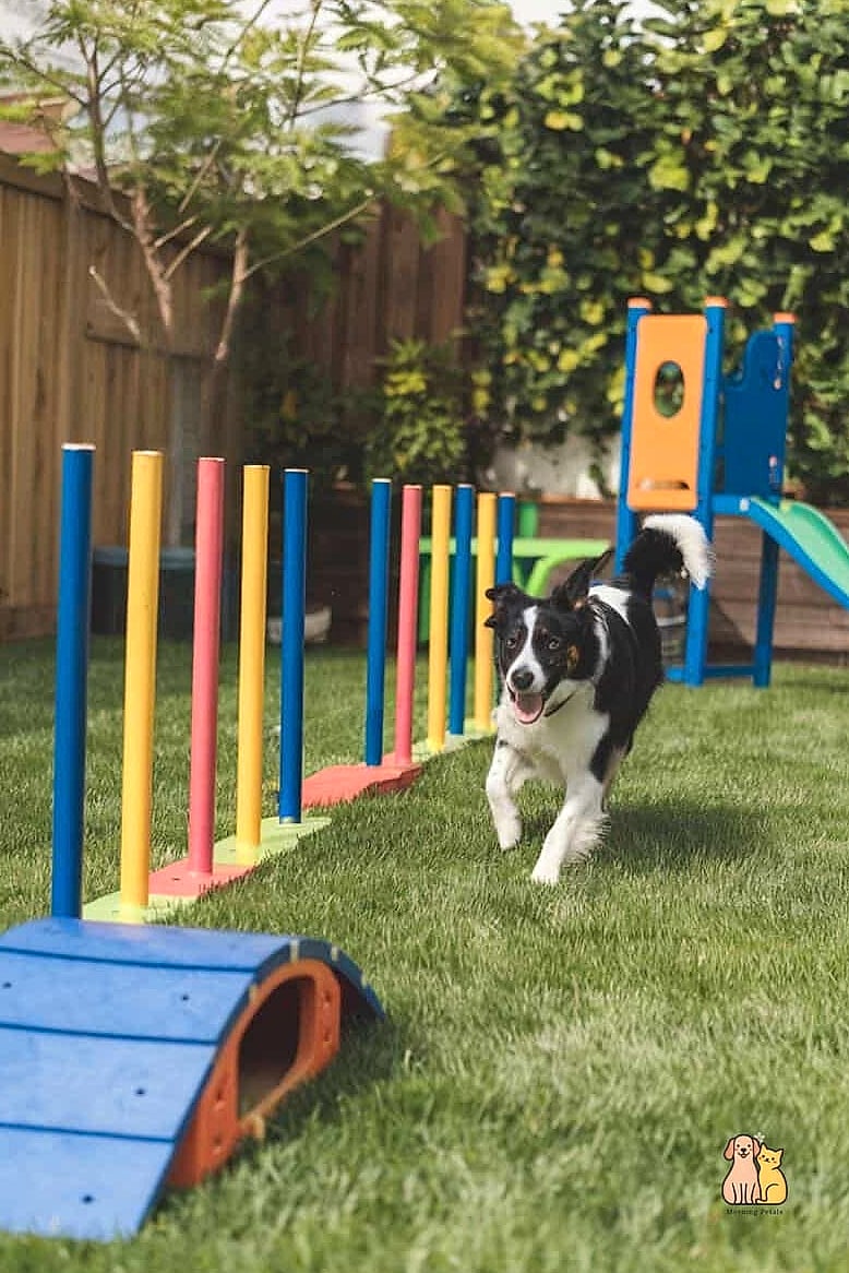 A Balance Beam and Wobble Board Set