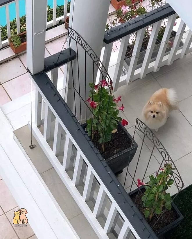 Balcony Rail Potty Pad Holder