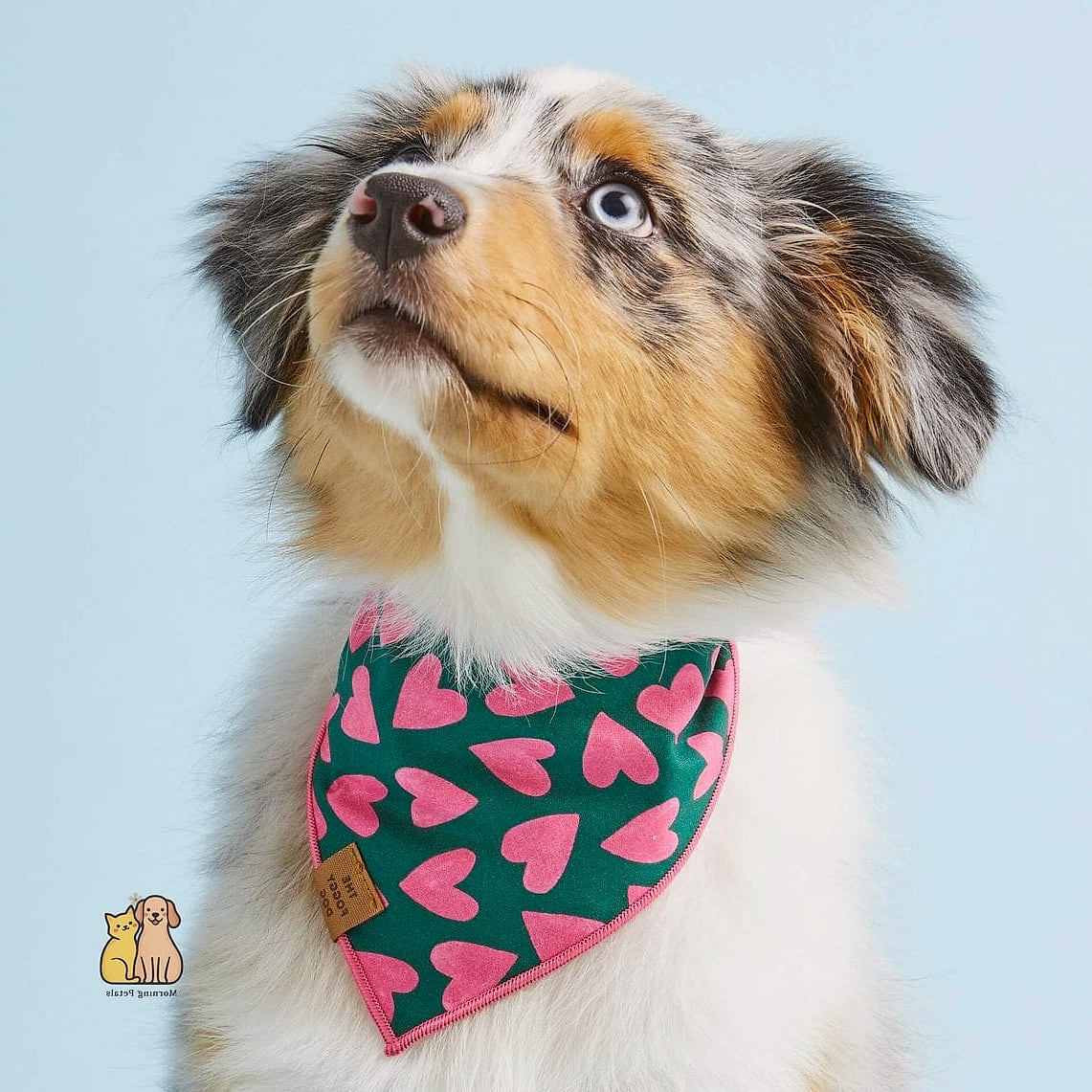 20 Heartwarming Dog Accessories You Need in Your Life Right Now 14 A Bandana Subscription Box
