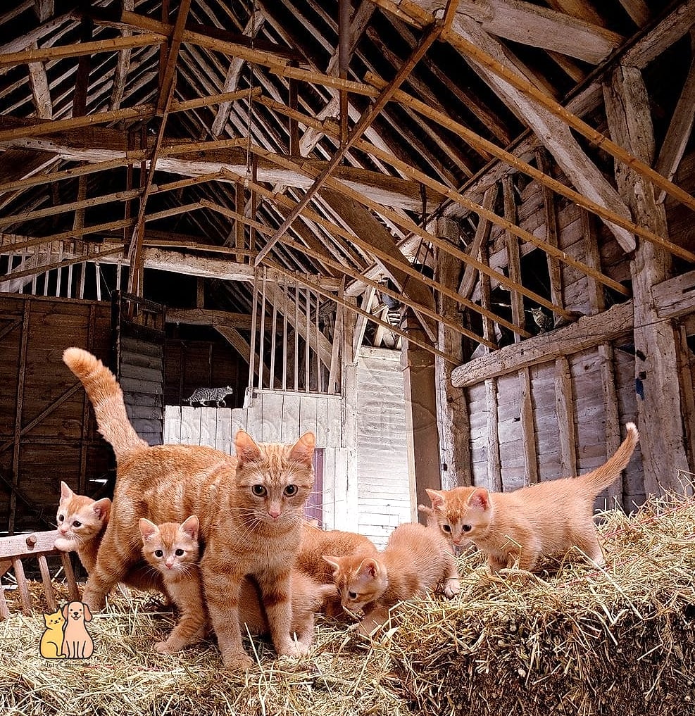 The Barn Cat Colony Enclosure