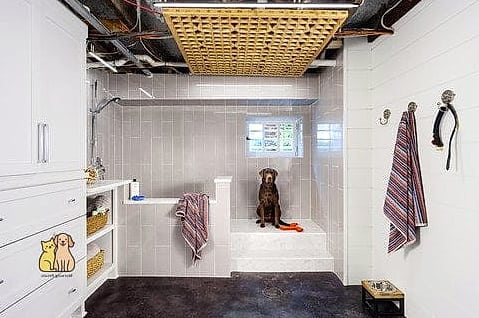 The Basement Dog Spa