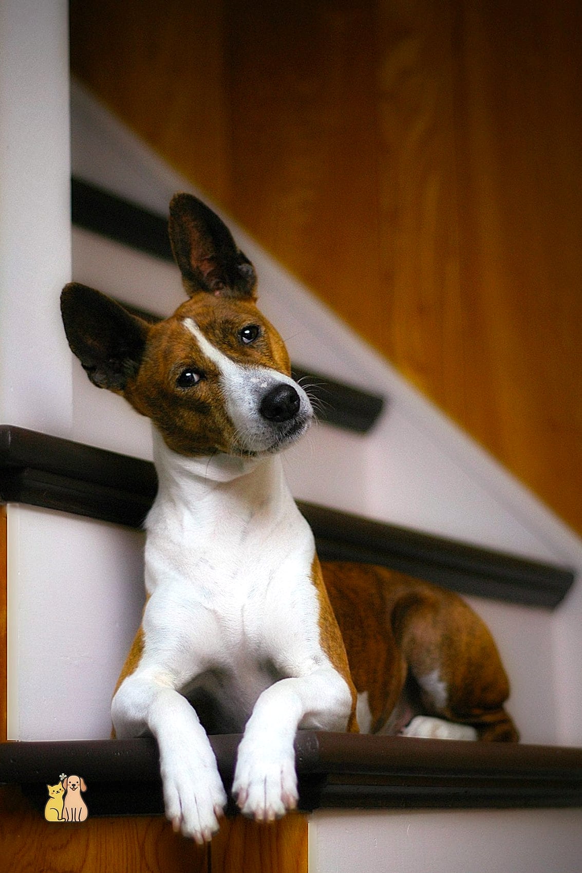 45 Cute Dogs That Dont Shed That Will Restore Your Faith in the World 9 Basenji