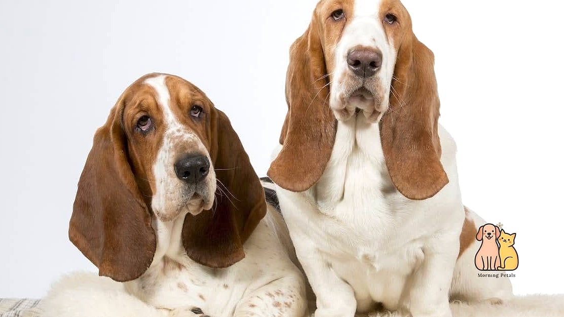 Basset Hound