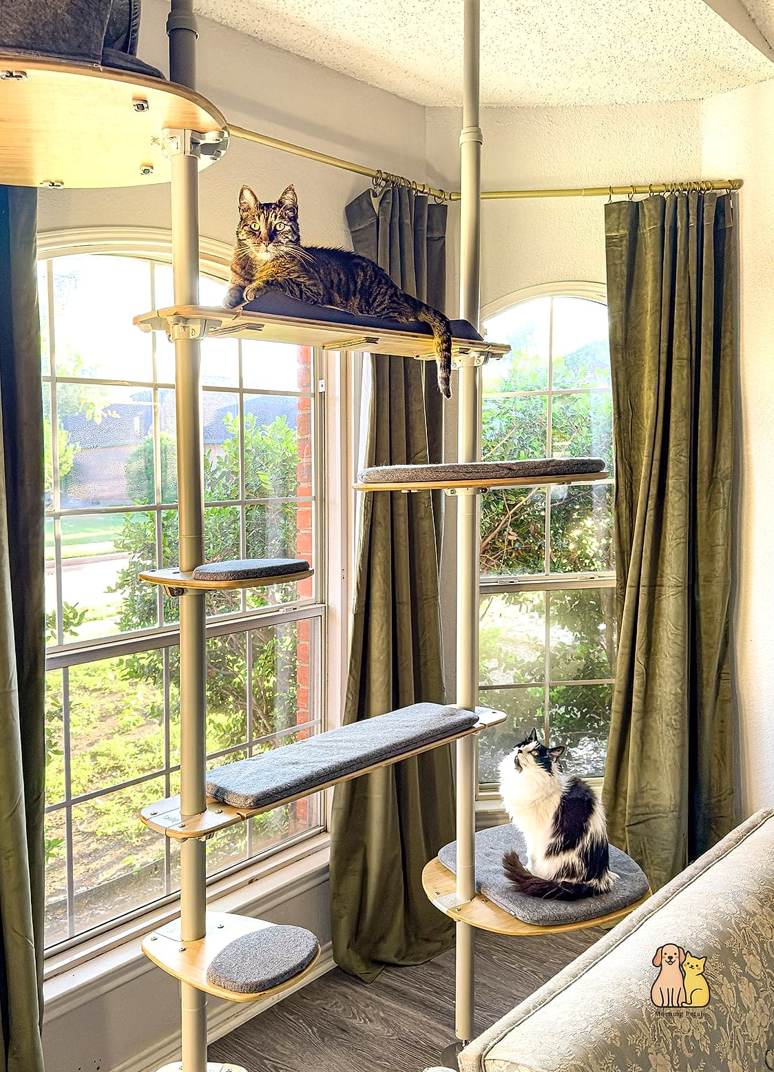 The Bay Window Cat Lounge