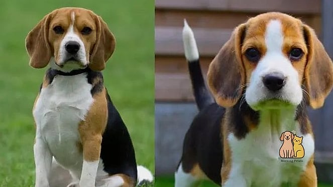 Beagle