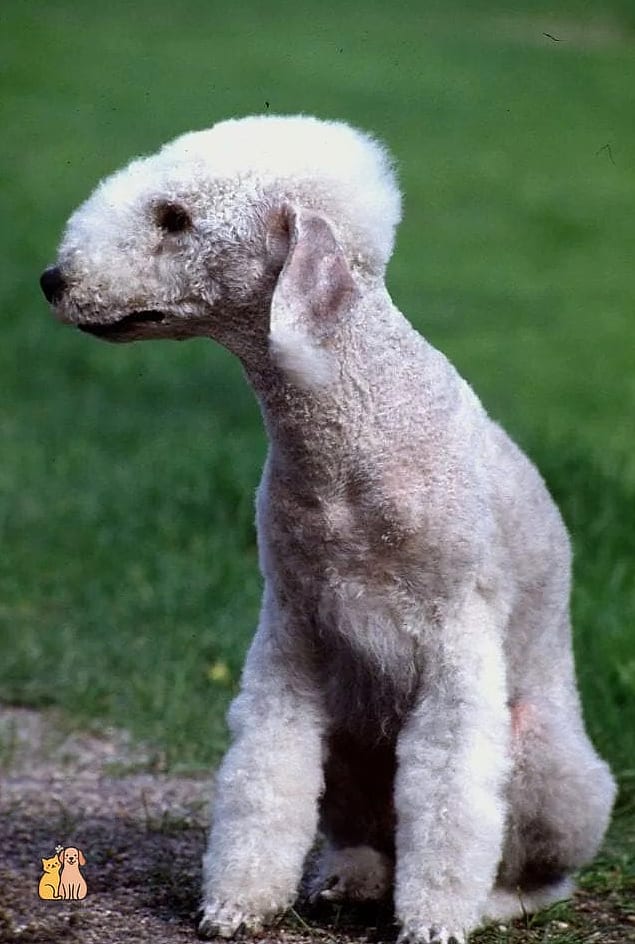 45 Cute Dogs That Dont Shed That Will Restore Your Faith in the World 23 Bedlington Terrier