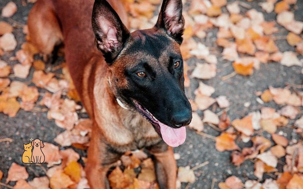 Belgian Malinois