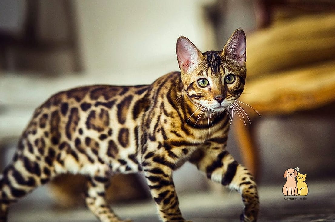 Bengal