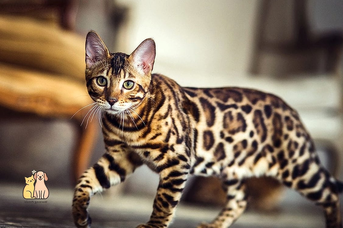 The Bengal