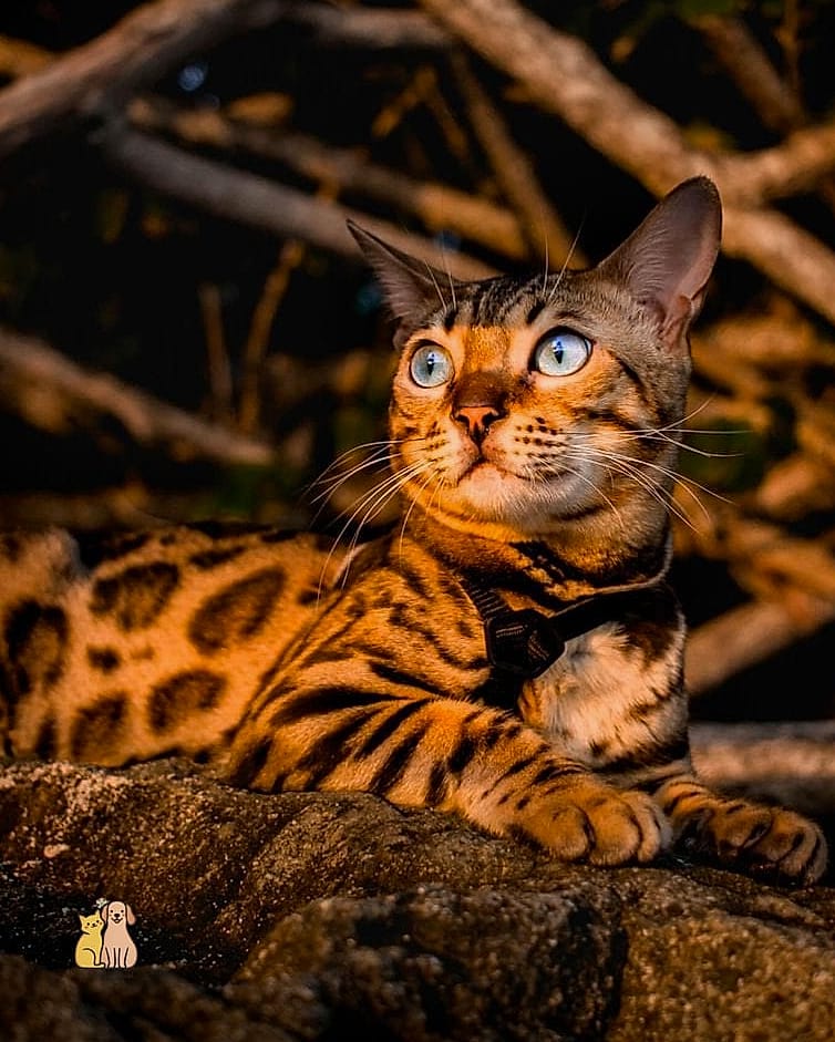 The Bengal