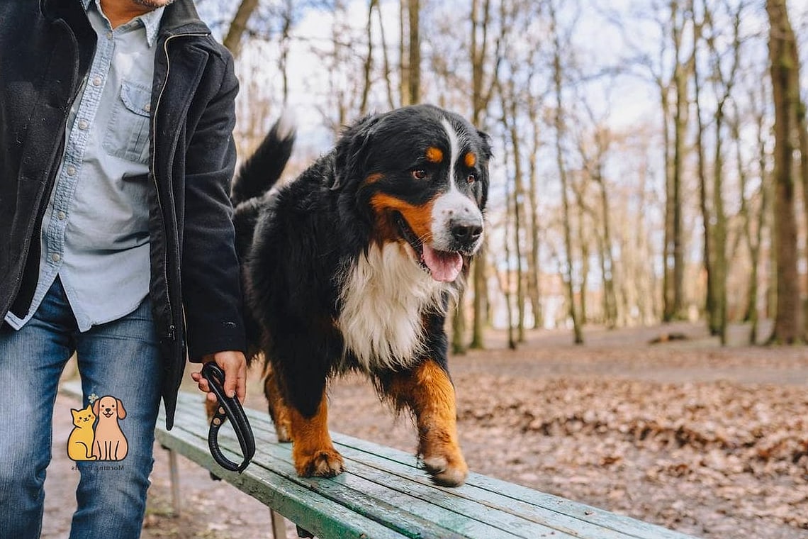 Bernese Mountain Dog