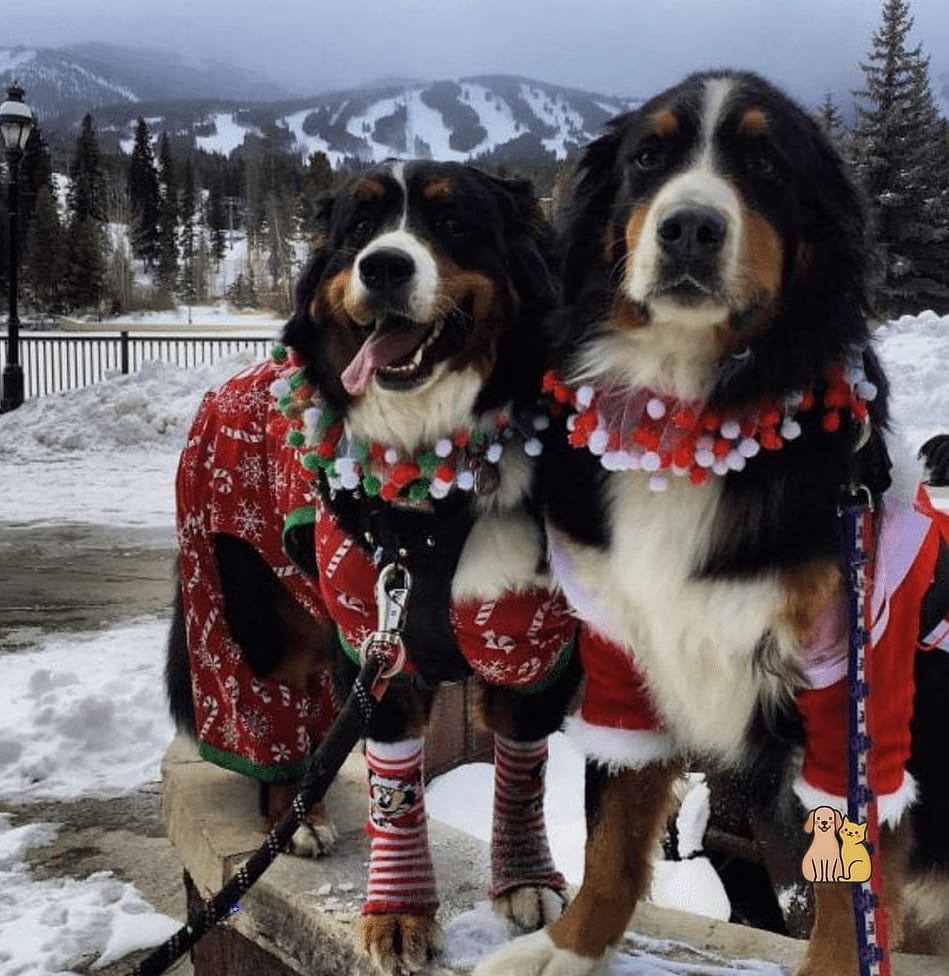 The Bernese Mountain Dog in a Cozy Cardigan