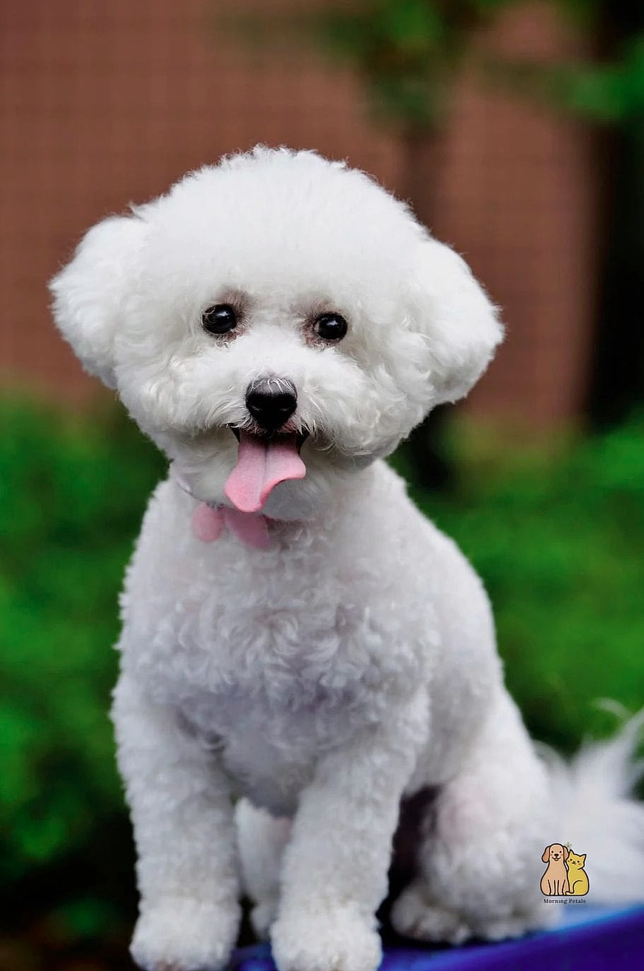 45 Cute Dogs That Dont Shed That Will Restore Your Faith in the World 3 Bichon Frise