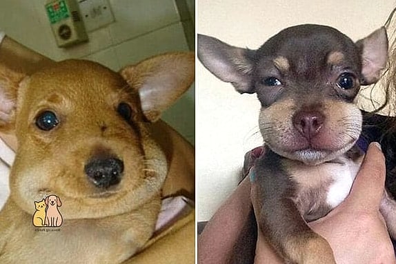 21 Adorable Dog Stung By Bee Guaranteed to Make You Smile 6 The Big Dog With the Tiny Problem