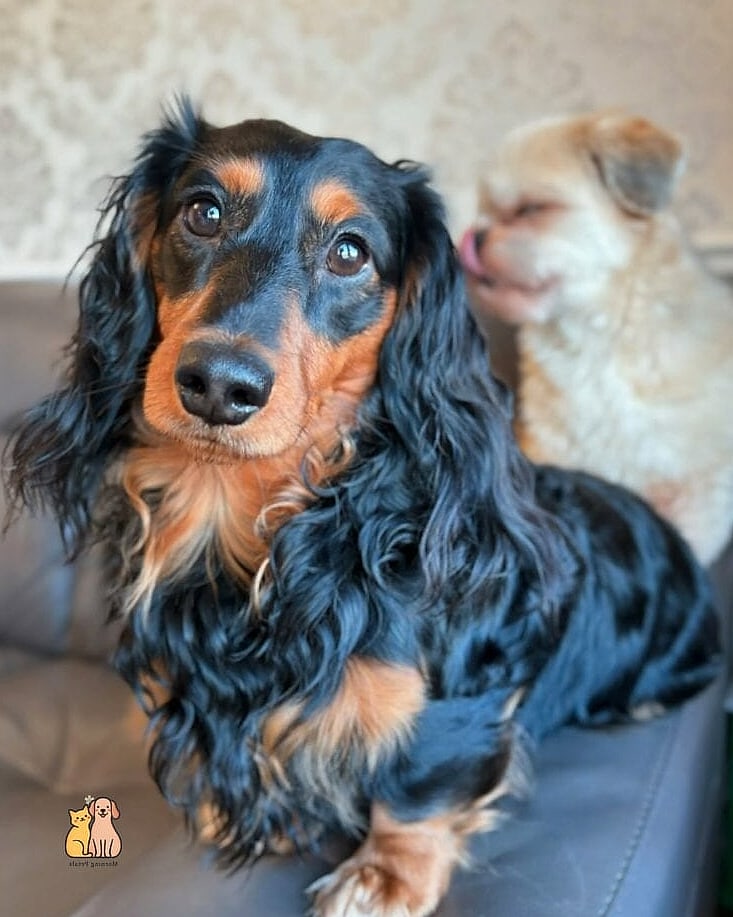 40 Adorable Wiener Dogs That Will Make Your Day 10 The Big-Eared Puppy Face