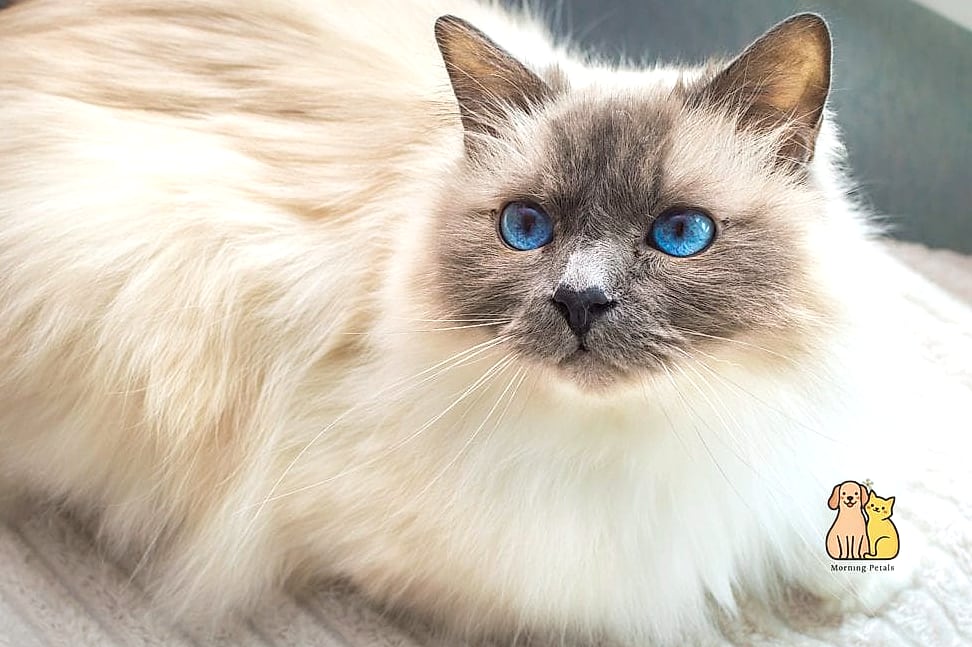 The Birman's White Gloves