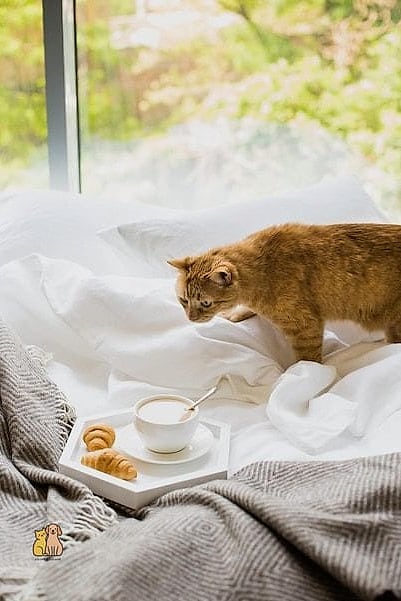 Biscuit the Breakfast Bandit